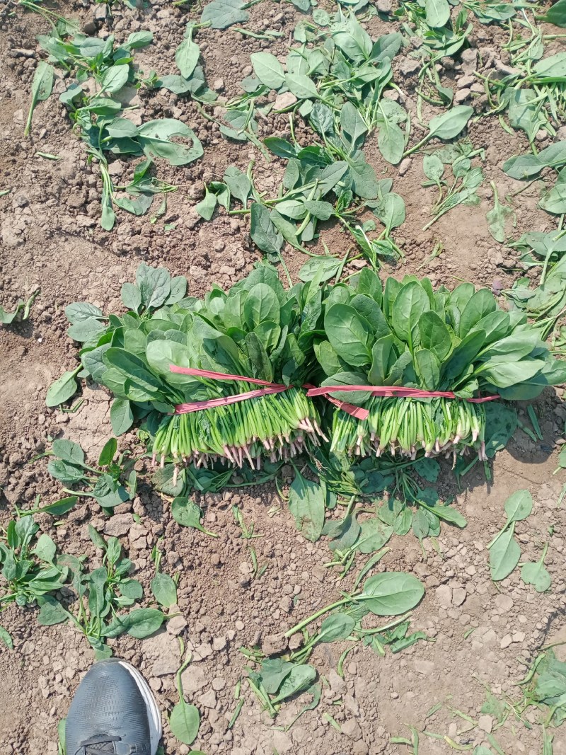锦州菠菜五月初大量上市质量好种植面积大手工干净