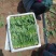 锦州菠菜五月初大量上市质量好种植面积大手工干净