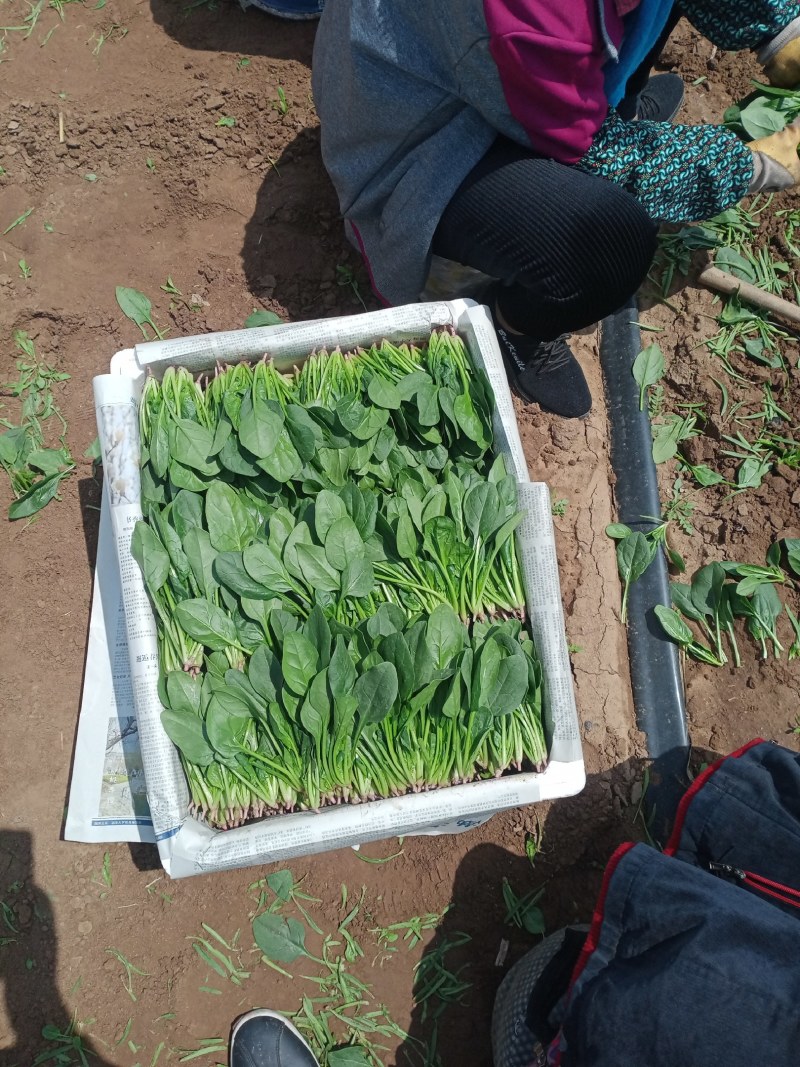 锦州菠菜五月初大量上市质量好种植面积大手工干净