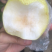 白酥梨套袋3万斤4两以上现货，果园直供，