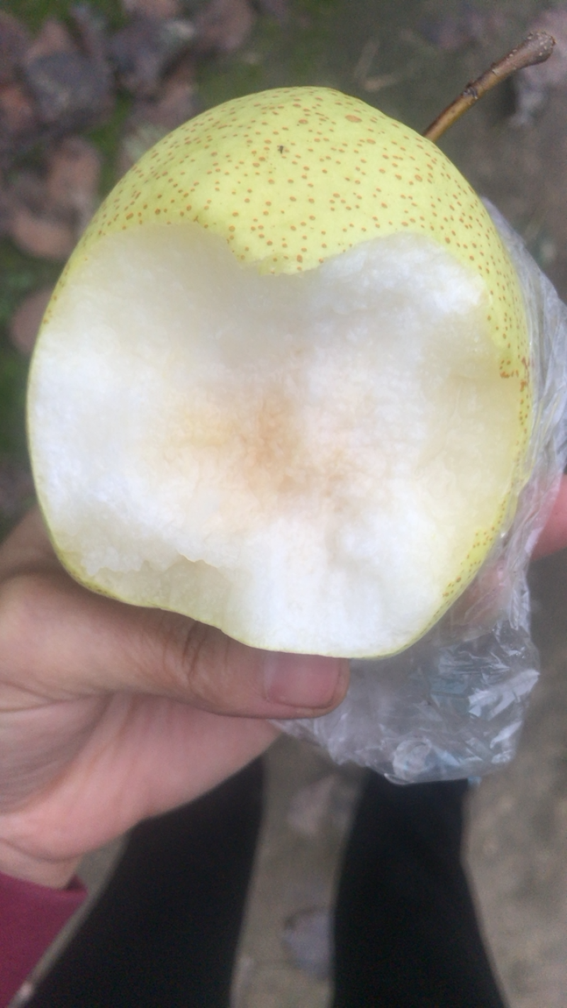 白酥梨套袋3万斤4两以上现货，果园直供，