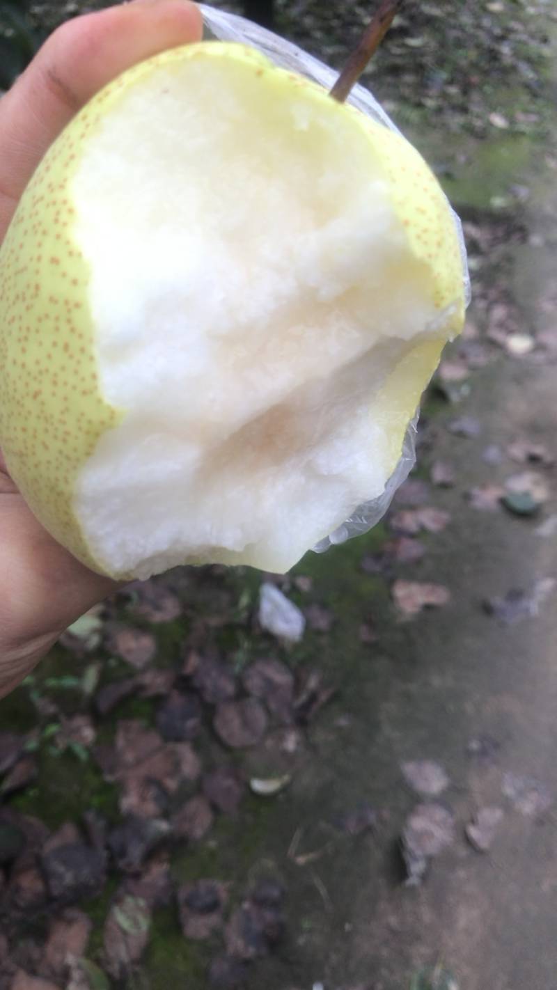 白酥梨套袋3万斤4两以上现货，果园直供，