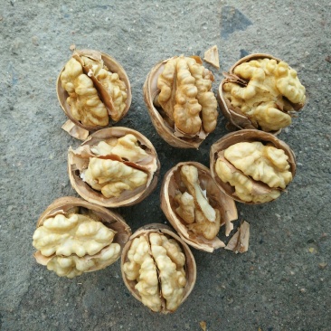 185核桃