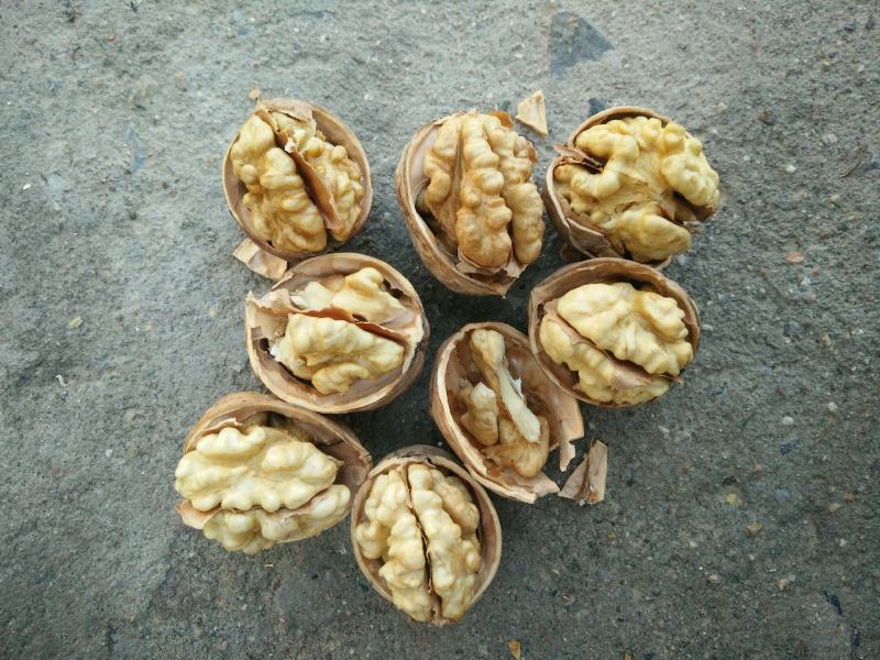 185核桃