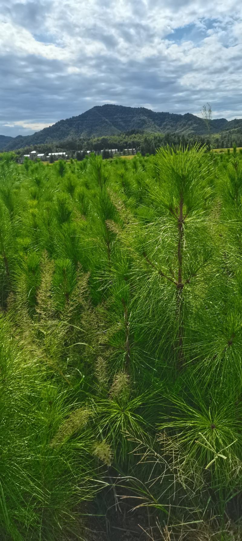 两年生湿地松，2-3公分湿地松大量供应，基地直供，现货