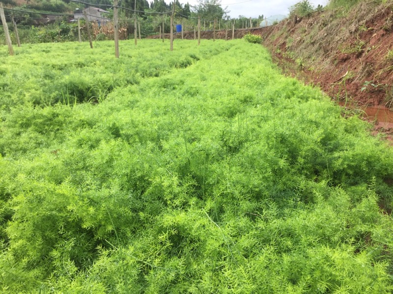 中药材！天冬苗基地一手货源……………………