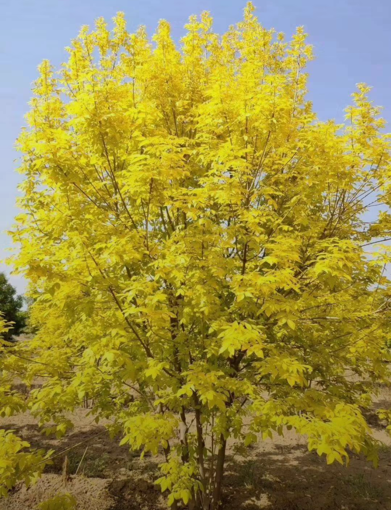 丛生金叶白蜡1.5/4/5米规格齐全成活率高价格优惠精品