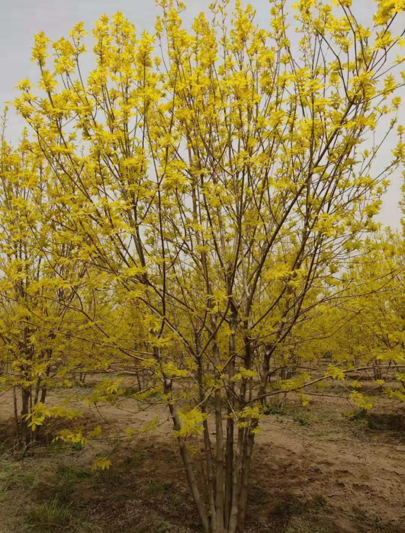 丛生金叶白蜡1.5/4/5米规格齐全成活率高价格优惠精品