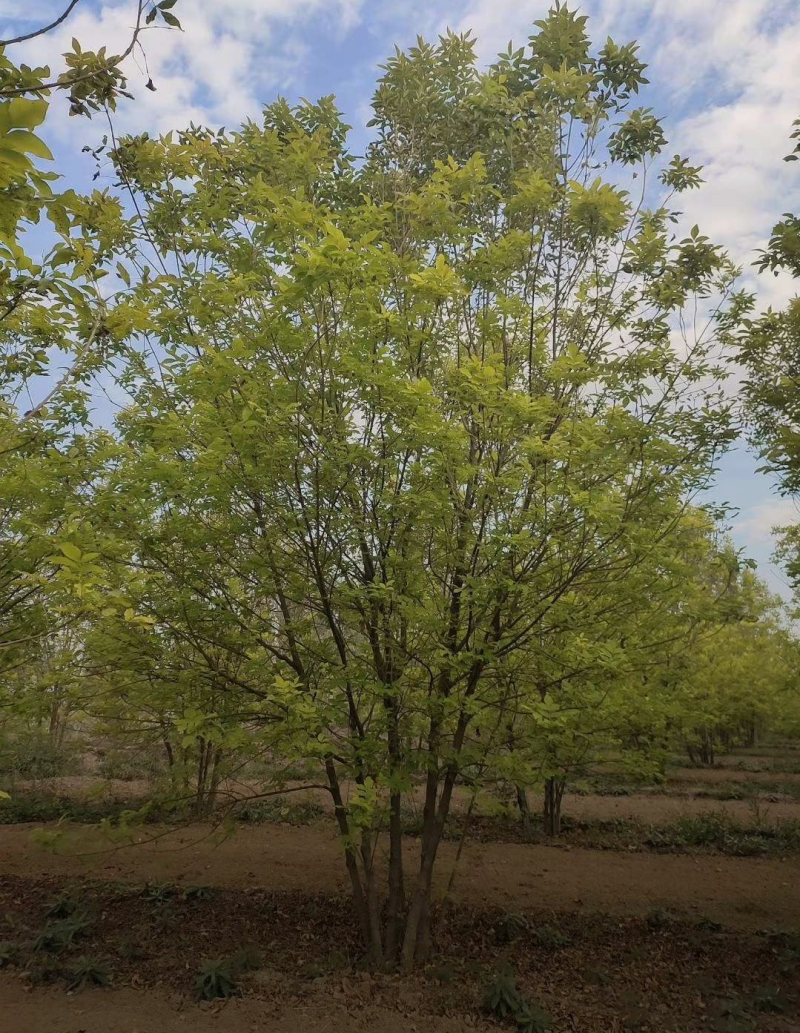 丛生金叶白蜡1.5/4/5米规格齐全成活率高价格优惠精品