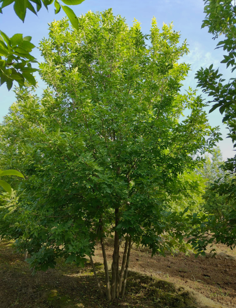 丛生金叶白蜡1.5/4/5米规格齐全成活率高价格优惠精品
