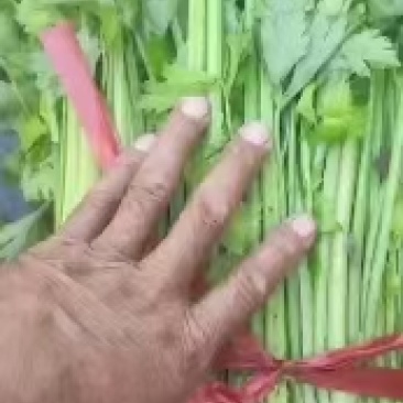 凌海大棚芹菜拔根割跟常年有货质量好远销全国各地市场