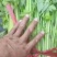 凌海大棚芹菜拔根割跟常年有货质量好远销全国各地市场