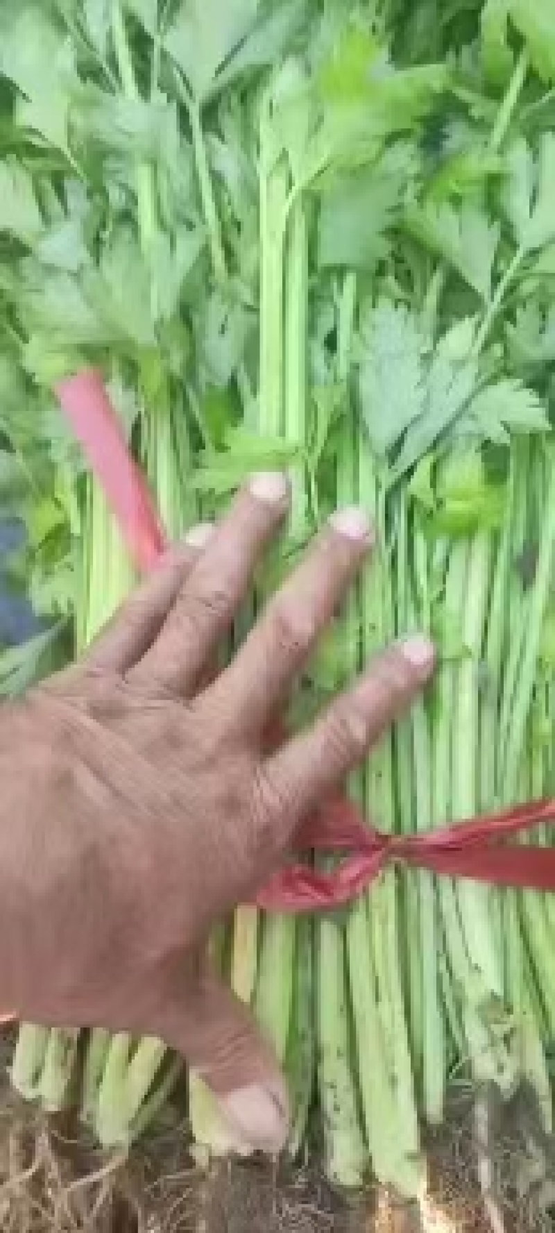 凌海大棚芹菜拔根割跟常年有货质量好远销全国各地市场