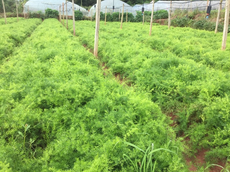 中药材天冬苗，基地一手货源……………………