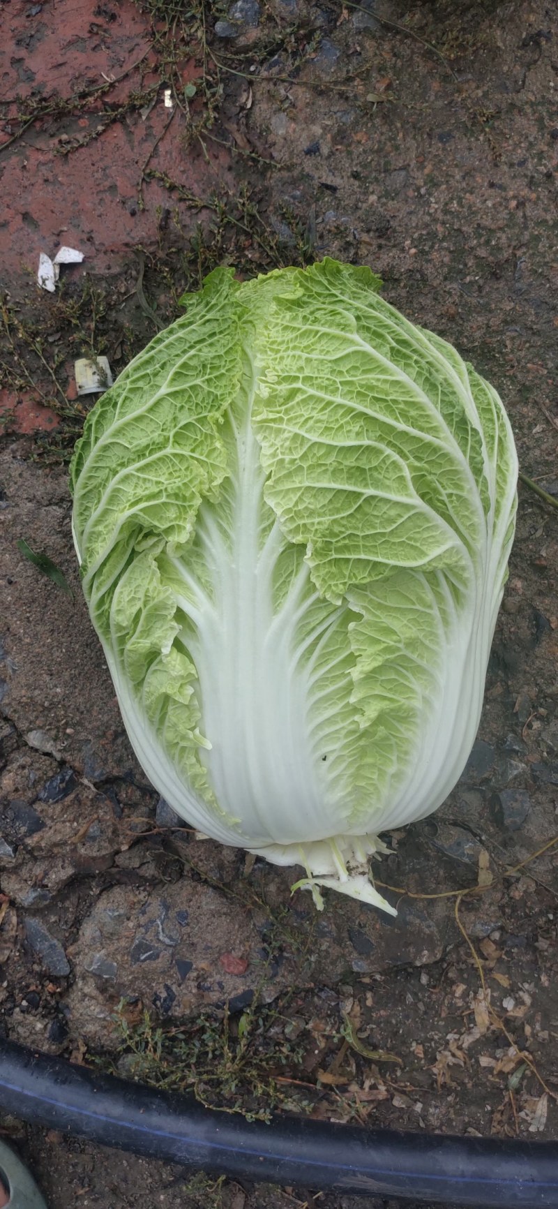 本地大白菜大量上市中，货源充足，保证质量，诚信经营