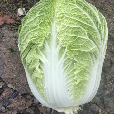 本地大白菜大量上市中，货源充足，保证质量，诚信经营