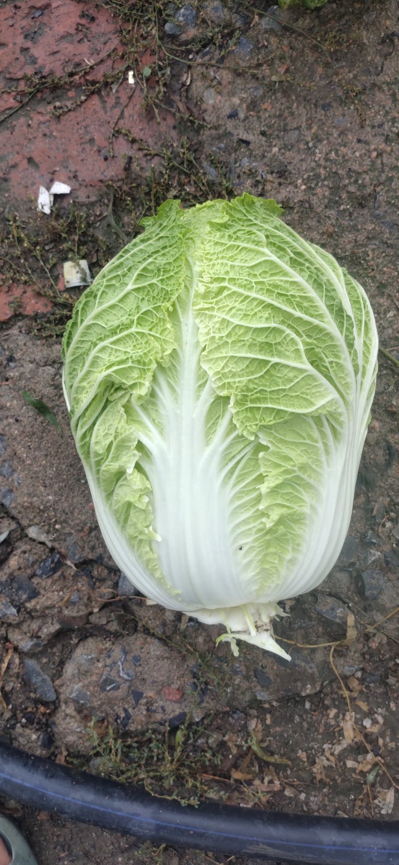 本地大白菜大量上市中，货源充足，保证质量，诚信经营