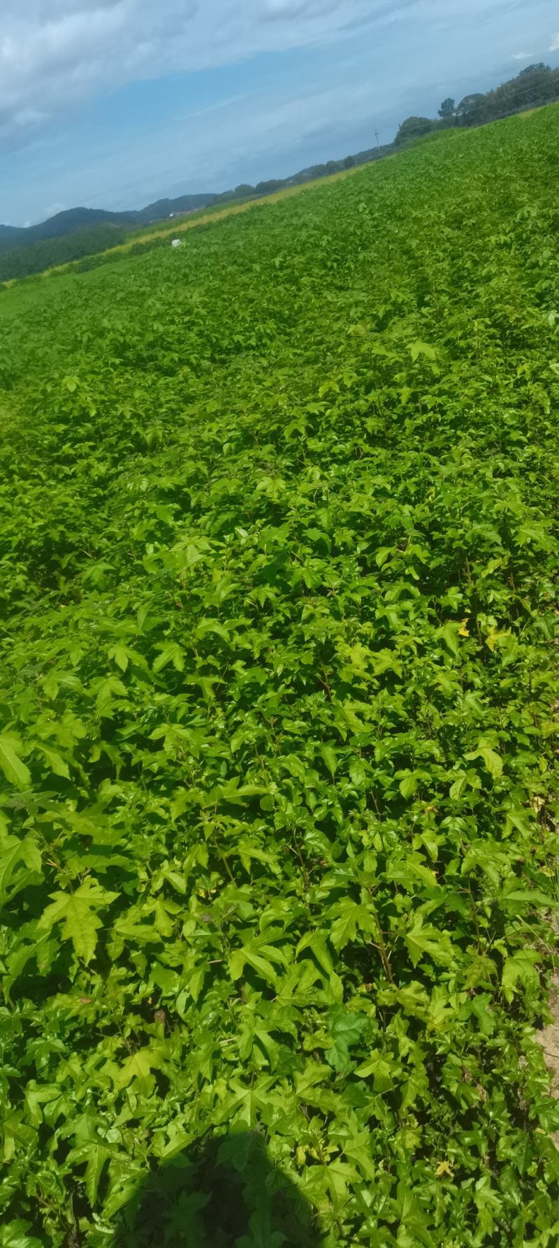 供应一年生枫香小苗，一年生枫香杯苗，自产自销，量大供应