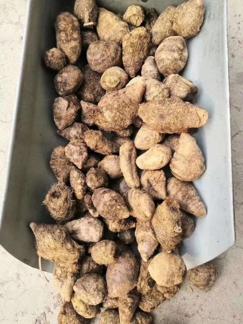 三棱，个子片子都有，物廉价美欢迎购买