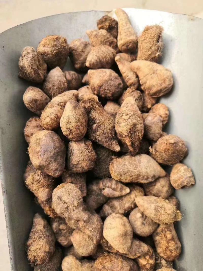 三棱，个子片子都有，物廉价美欢迎购买