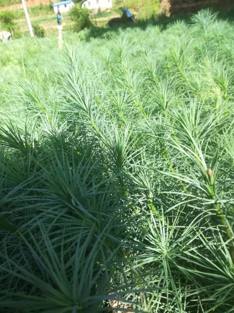 精品华山松苗，长期出售华山松苗（又名磕松）量大从优