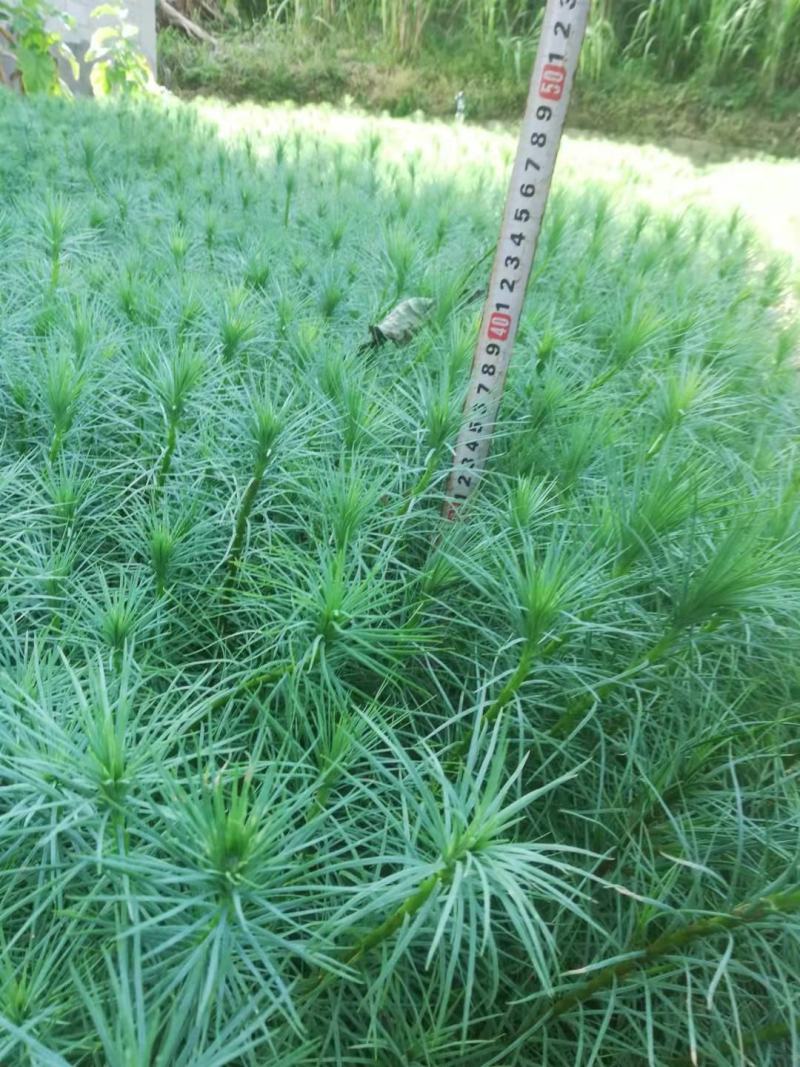 精品华山松苗，长期出售华山松苗（又名磕松）量大从优
