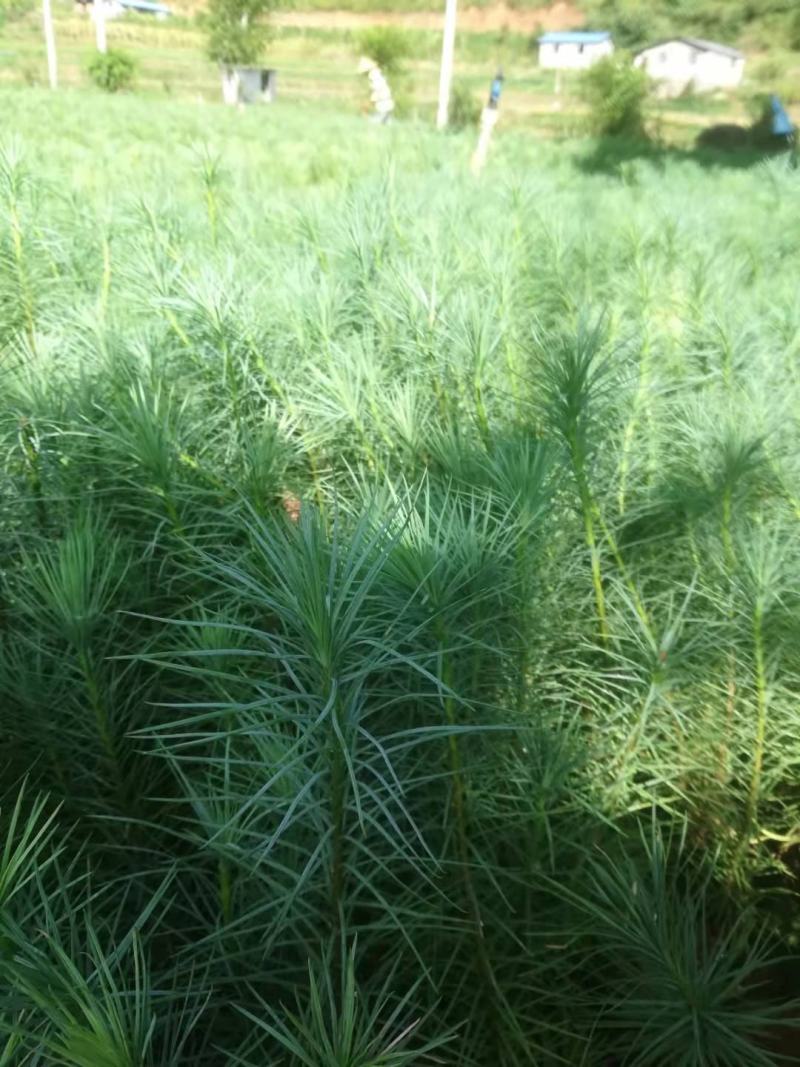 精品华山松苗，长期出售华山松苗（又名磕松）量大从优