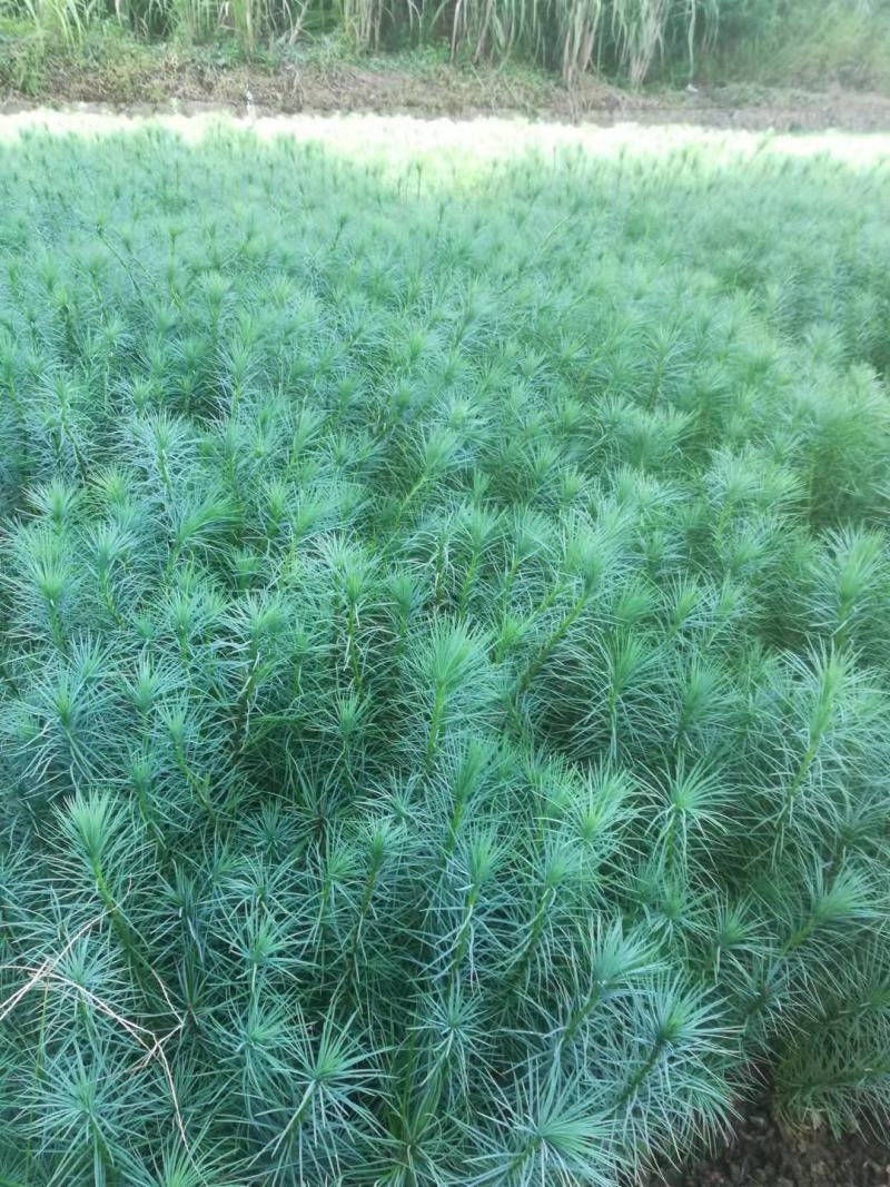 精品华山松苗，长期出售华山松苗（又名磕松）量大从优