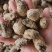 莪术(包邮)，3斤起批，零售量大从优，