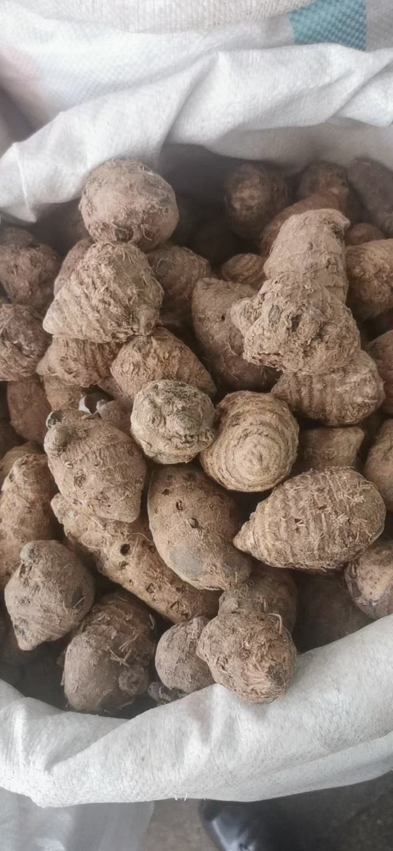 莪术(包邮)，3斤起批，零售量大从优，