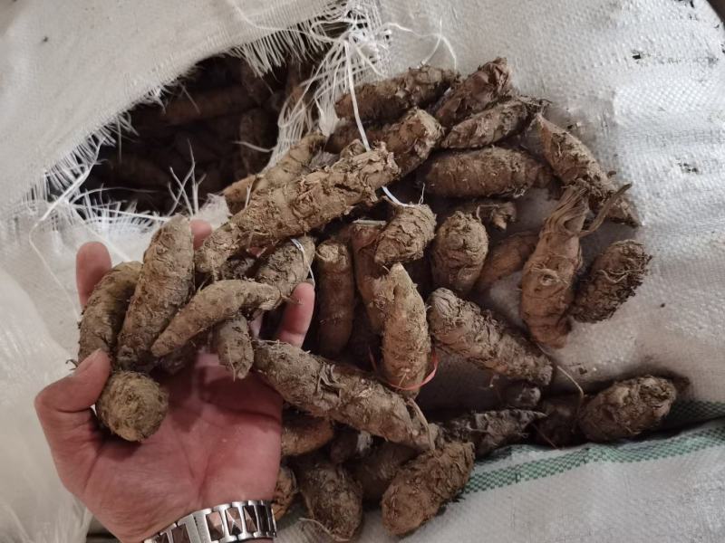 莪术(包邮)，3斤起批，零售量大从优，