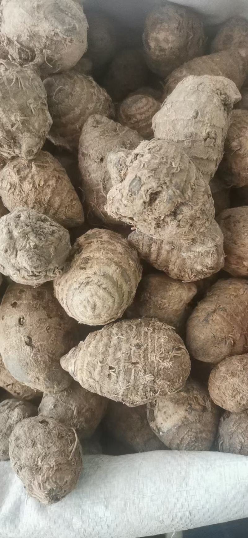 莪术(包邮)，3斤起批，零售量大从优，