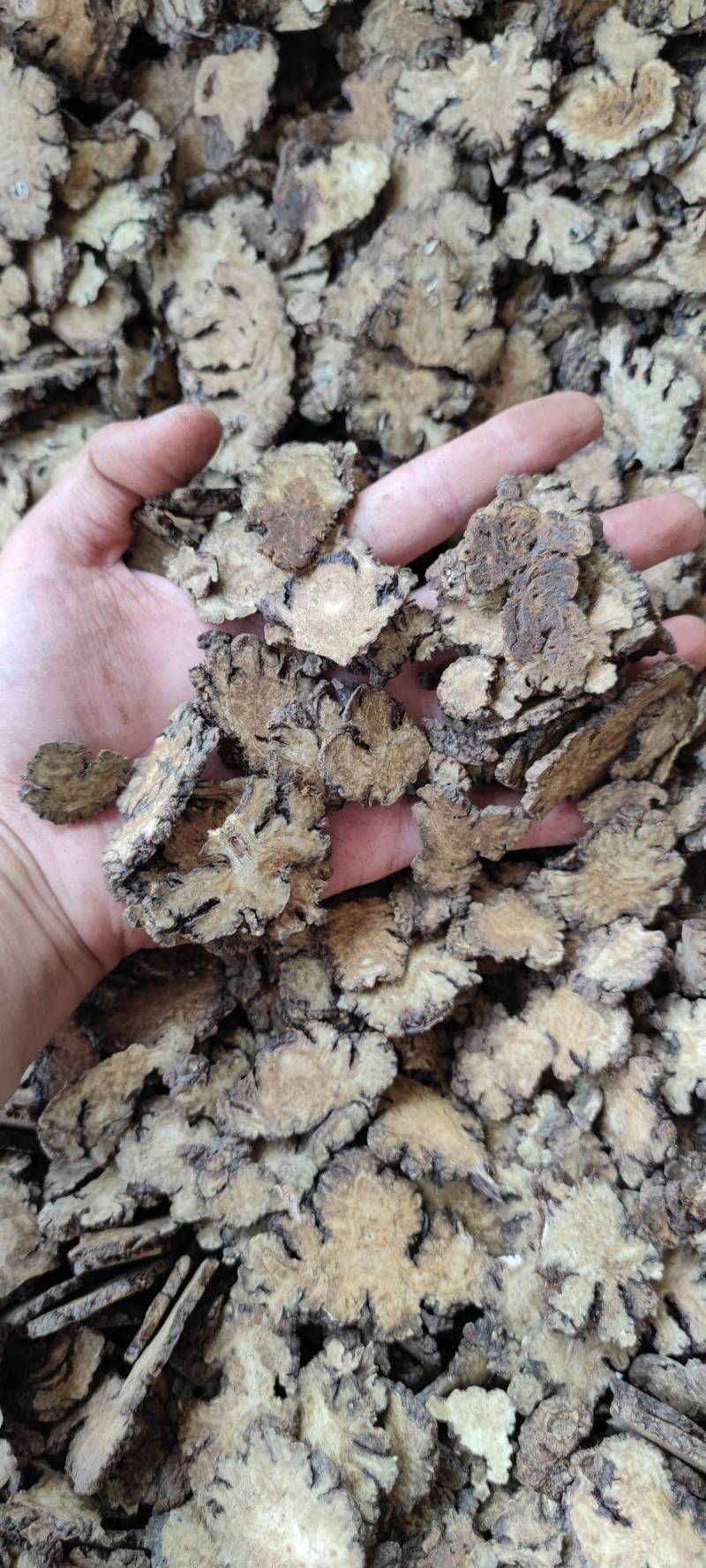 川芎各种中药材批发新货大货批发量大价优