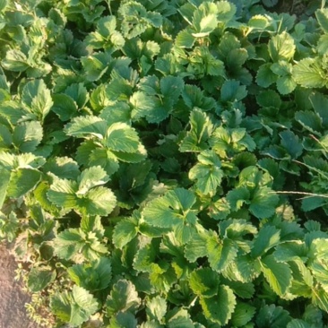 红颜草莓苗
