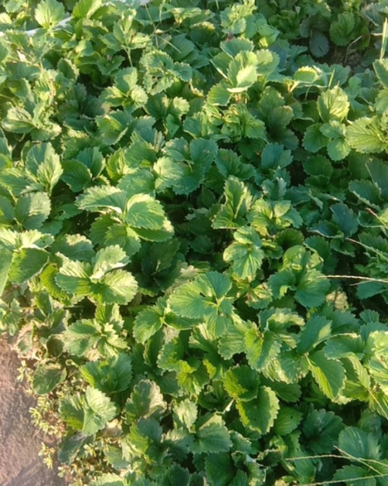 红颜草莓苗