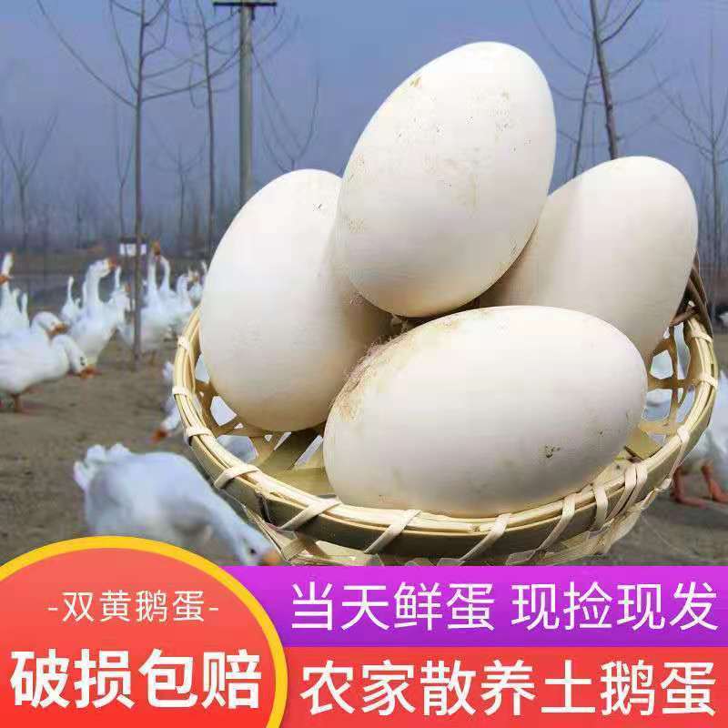 正宗土鹅蛋新鲜农家散养鹅蛋当现新鲜大鹅蛋去孕妇批发