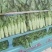 山东省兰陵县，三青莴笋大量上市，青皮，青叶，青肉无空心。