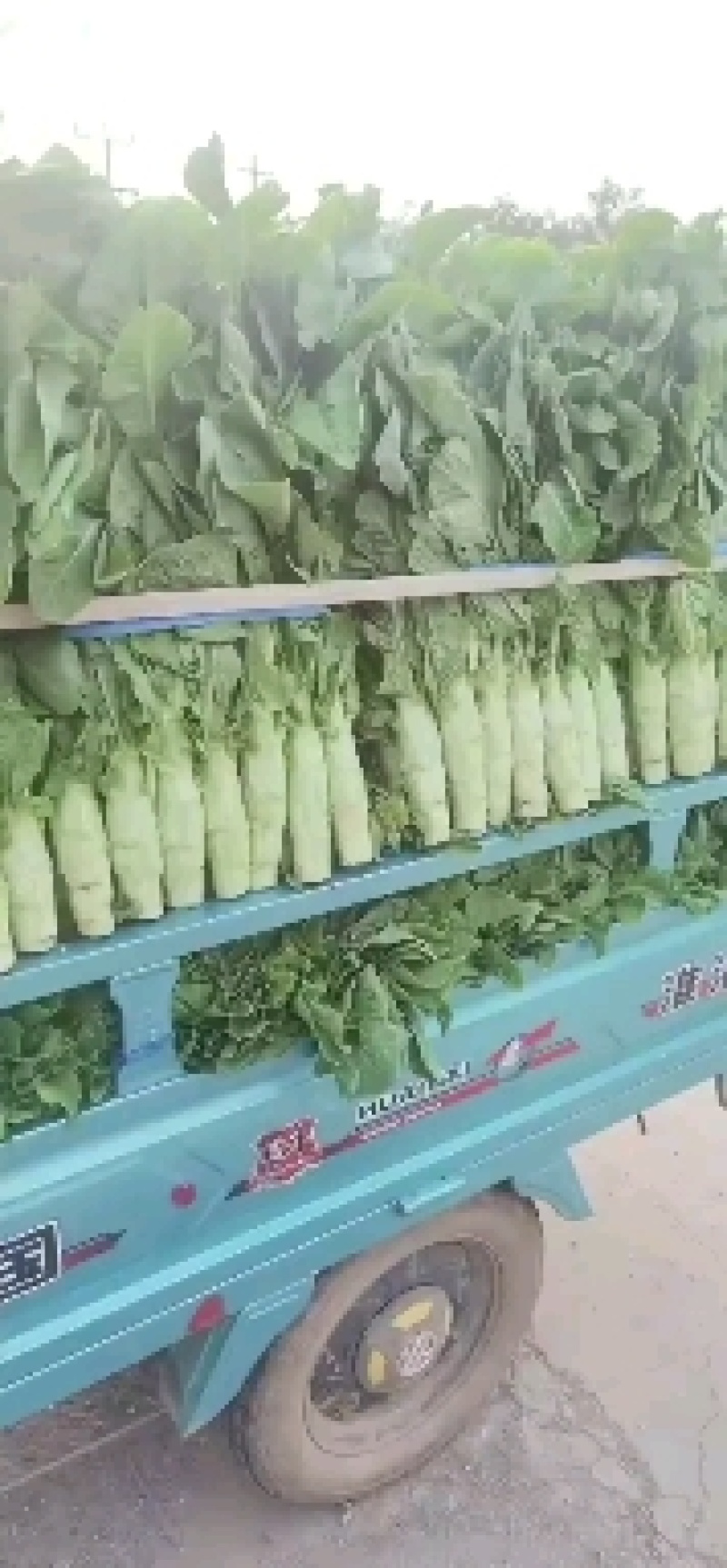 山东省兰陵县，三青莴笋大量上市，青皮，青叶，青肉无空心。
