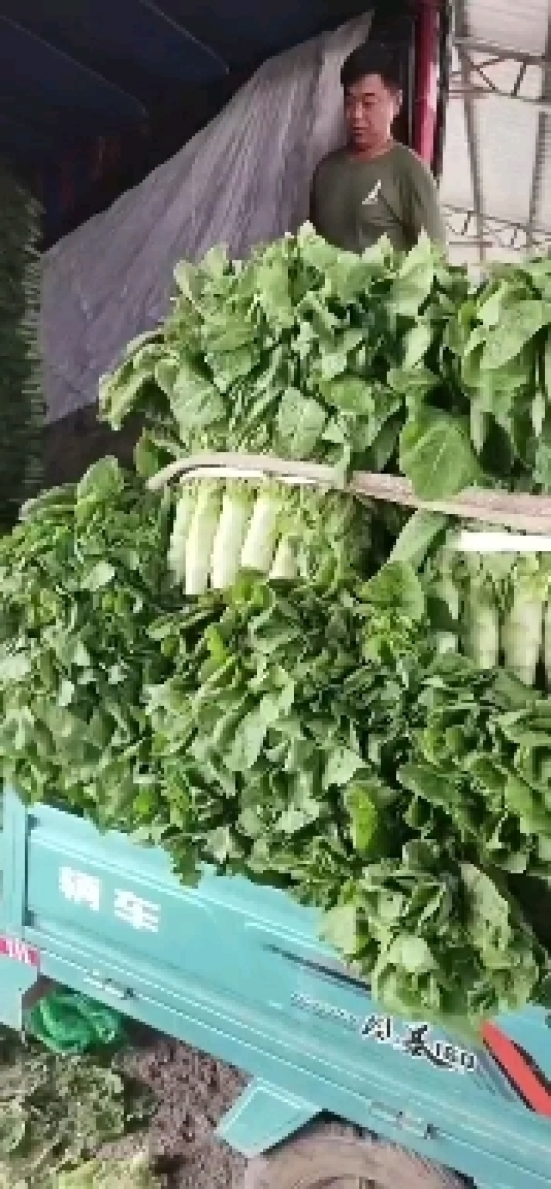 山东省兰陵县，三青莴笋大量上市，青皮，青叶，青肉无空心。