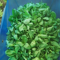 大叶茼蒿菜