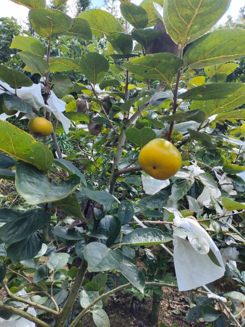 甜脆柿