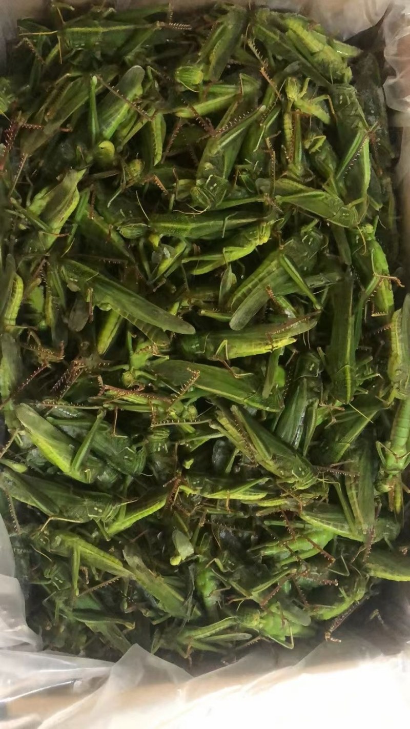 今年新货带仔蹬倒山大蚂蚱