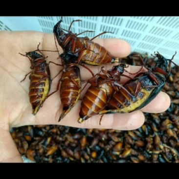 山水牛满仔