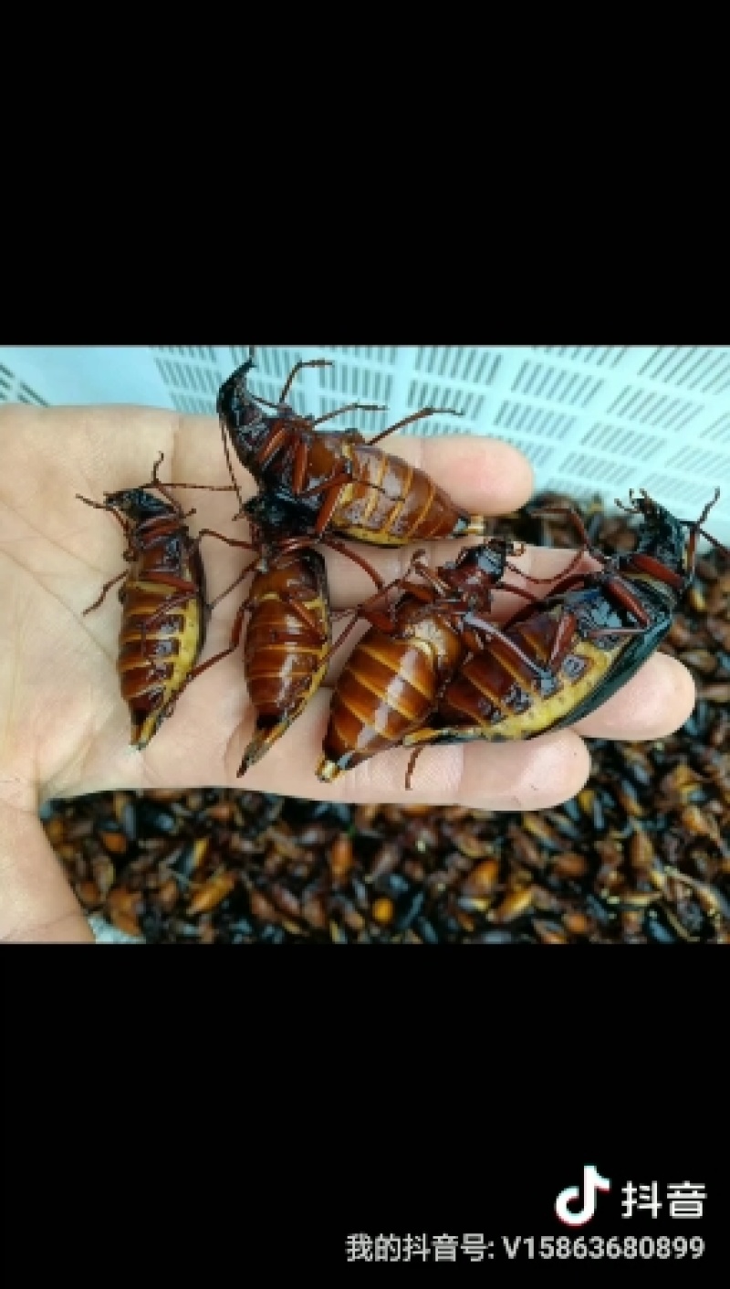 山水牛满仔