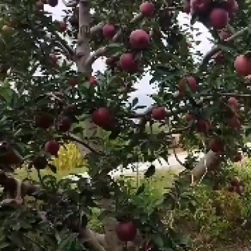 甘肃景泰新红星，高庄，光果，量大从优