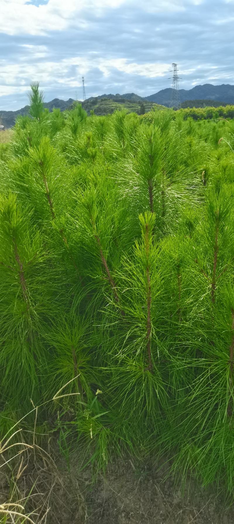 2年湿地松大量供应，带土球，大小规格齐全