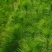 2年湿地松大量供应，带土球，大小规格齐全