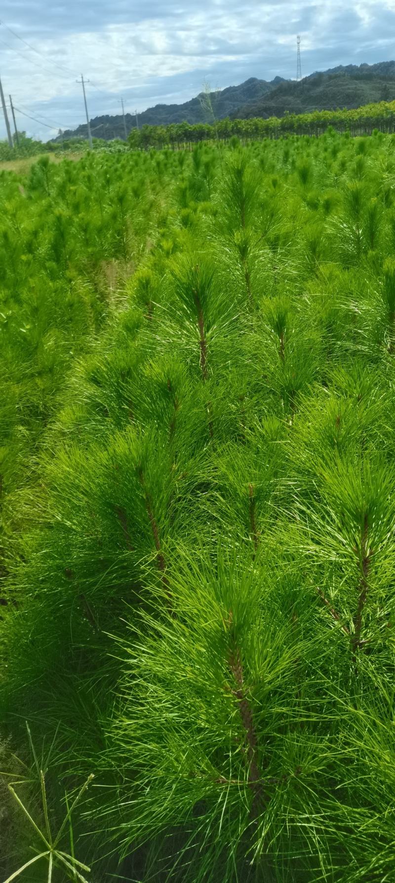 2年湿地松大量供应，带土球，大小规格齐全