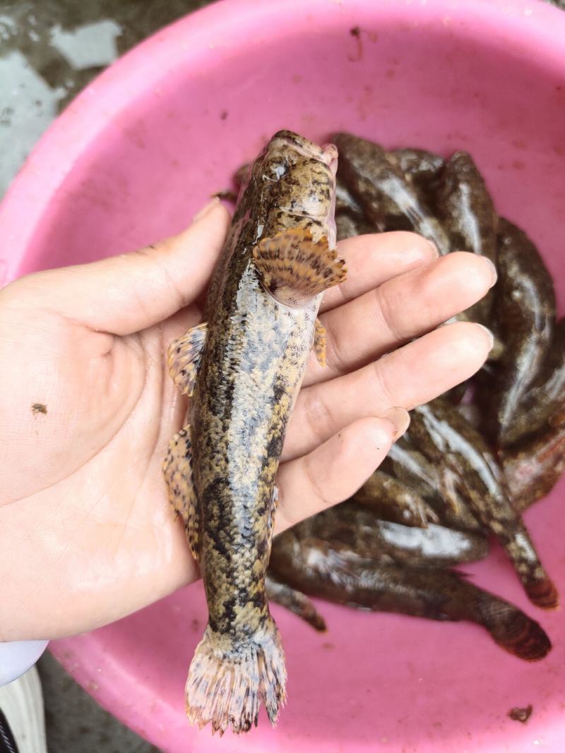 冷水老头鱼，瞎噶，胖头，安康，大小规格都有