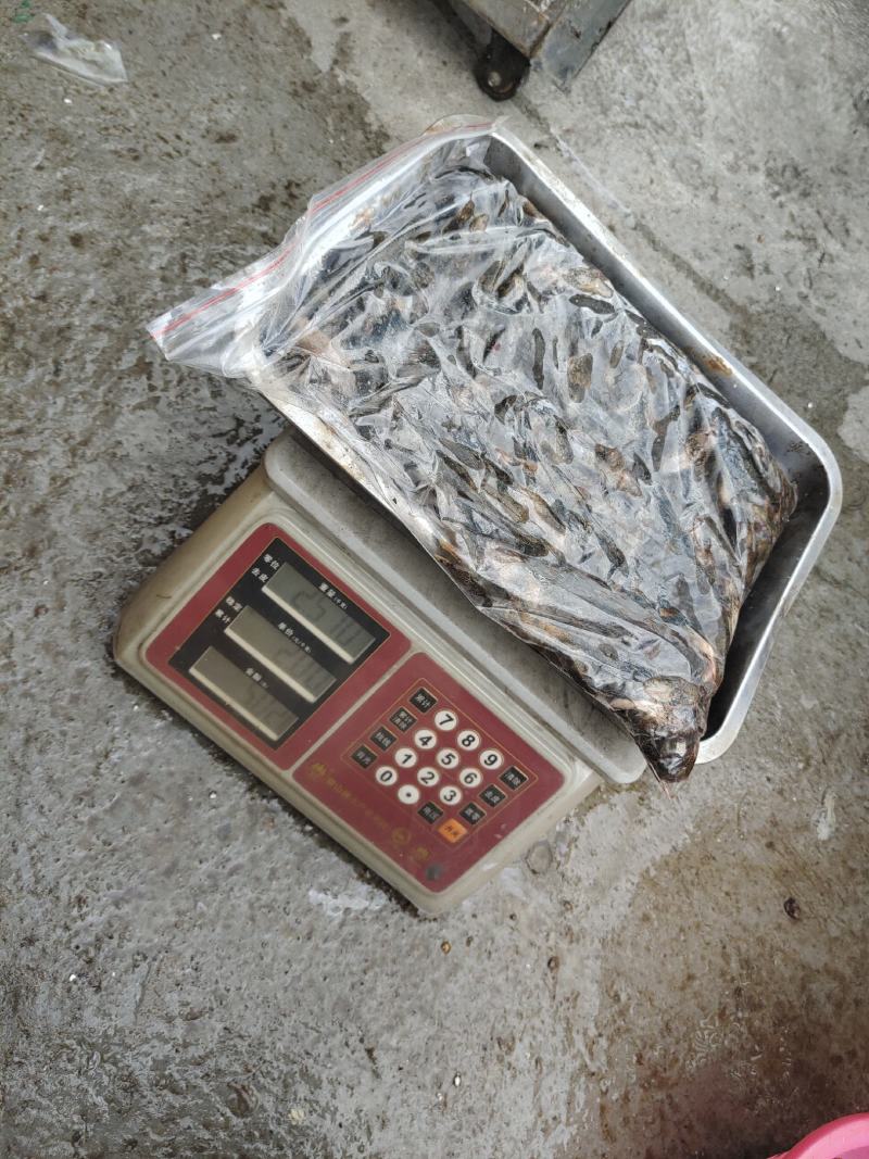 冷水老头鱼，瞎噶，胖头，安康，大小规格都有